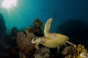 Marsa Nakari, turtle :-D by Daniel Strub 